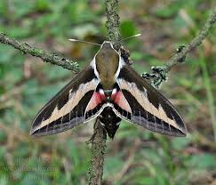 Attēlu rezultāti vaicājumam “Hyles gallii imago”