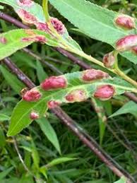 Attēlu rezultāti vaicājumam “Pontania proxima”