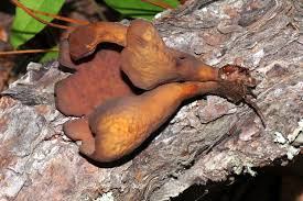 Attēlu rezultāti vaicājumam “Otidea bufonia”