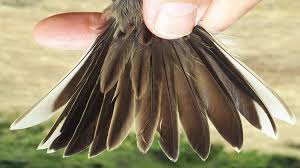 Attēlu rezultāti vaicājumam “Anthus trivialis adult”