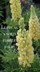 Attēlu rezultāti vaicājumam “Lupinus polyphyllus fruit”