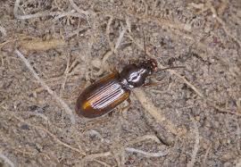 Attēlu rezultāti vaicājumam “Acupalpus flavicollis”