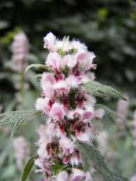 Attēlu rezultāti vaicājumam “Leonurus quinquelobatus flower”