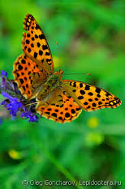 Attēlu rezultāti vaicājumam “Issoria lathonia upperside”