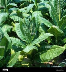 Attēlu rezultāti vaicājumam “Nicotiana tabacum leaf”