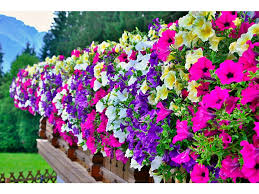 Image result for Petunie