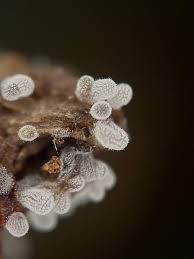 Attēlu rezultāti vaicājumam “Ceratiomyxa morchella stalked”