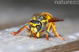 Attēlu rezultāti vaicājumam “Vespula germanica”