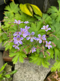 Attēlu rezultāti vaicājumam “Geranium sylvaticum flower”