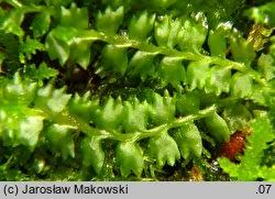 Attēlu rezultāti vaicājumam “Barbilophozia barbata”