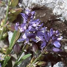 Attēlu rezultāti vaicājumam “Polygala vulgaris”