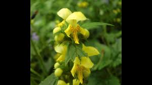 Attēlu rezultāti vaicājumam “Lamiastrum galeobdolon flower”