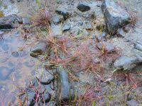 Attēlu rezultāti vaicājumam “Juncus bulbosus fruit”