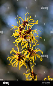 Attēlu rezultāti vaicājumam “Hamamelis japonica”