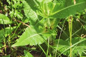 Attēlu rezultāti vaicājumam “Dipsacus fullonum fruit”