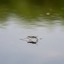 Attēlu rezultāti vaicājumam “Gerridae imago”