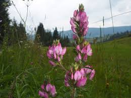 Attēlu rezultāti vaicājumam “Ononis arvensis”