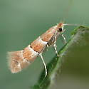 Attēlu rezultāti vaicājumam “Phyllonorycter sp.”