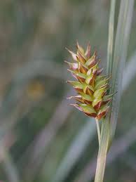 Attēlu rezultāti vaicājumam “Carex hostiana”