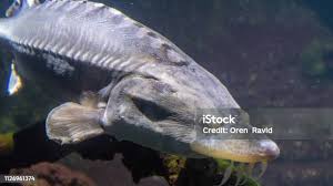 Image result for Cymatoceps nasutus