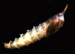 Attēlu rezultāti vaicājumam “Psychodidae”