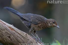 Attēlu rezultāti vaicājumam “Turdus merula juvenile”