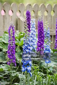Attēlu rezultāti vaicājumam “Delphinium elatum  flower”