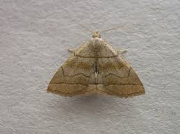 Attēlu rezultāti vaicājumam “Herminia tarsicrinalis”