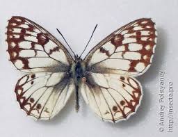 Attēlu rezultāti vaicājumam “Jalla dumosa imago”