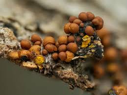 Attēlu rezultāti vaicājumam “Perichaena corticalis”