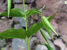 Attēlu rezultāti vaicājumam “Vincetoxicum hirundinaria leaf”