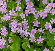 Attēlu rezultāti vaicājumam “Claytonia sibirica flower”