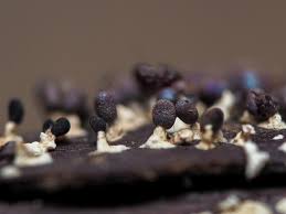 Attēlu rezultāti vaicājumam “Diachea subsessilis”