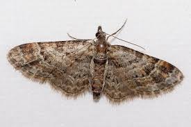 Attēlu rezultāti vaicājumam “Gymnoscelis rufifasciata”