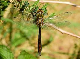 Attēlu rezultāti vaicājumam “Cordulia aenea”