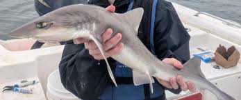 Image result for Mustelus canis