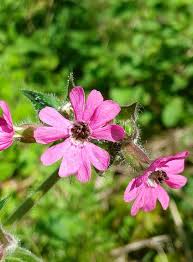 Attēlu rezultāti vaicājumam “Microbotryum tragopogonis - pratensis”