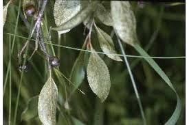 Attēlu rezultāti vaicājumam “Aronia melanocarpa bud”