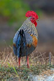 Attēlu rezultāti vaicājumam “Gallus male”