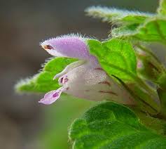 Attēlu rezultāti vaicājumam “Lamium purpureum flower”