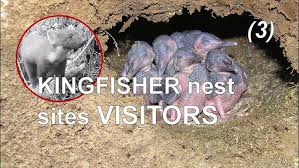 Attēlu rezultāti vaicājumam “Alcedo atthis nest”