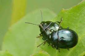 Attēlu rezultāti vaicājumam “Phaedon cochleariae”