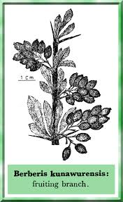 Attēlu rezultāti vaicājumam “Berberidaceae”