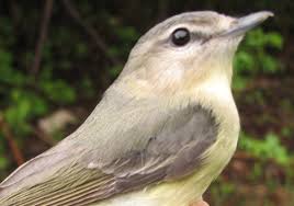 Image result for Vireo philadelphicus
