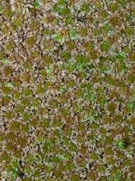 Attēlu rezultāti vaicājumam “Sphagnum fuscum”