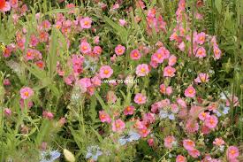 Attēlu rezultāti vaicājumam “Helianthemum x hybridum”