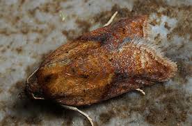 Attēlu rezultāti vaicājumam “Acleris aspersana”