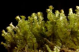 Attēlu rezultāti vaicājumam “Diplophyllum albicans”