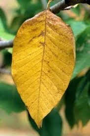 Attēlu rezultāti vaicājumam “Magnolia acuminata leaf”
