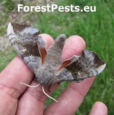 Attēlu rezultāti vaicājumam “Laothoe populi imago”